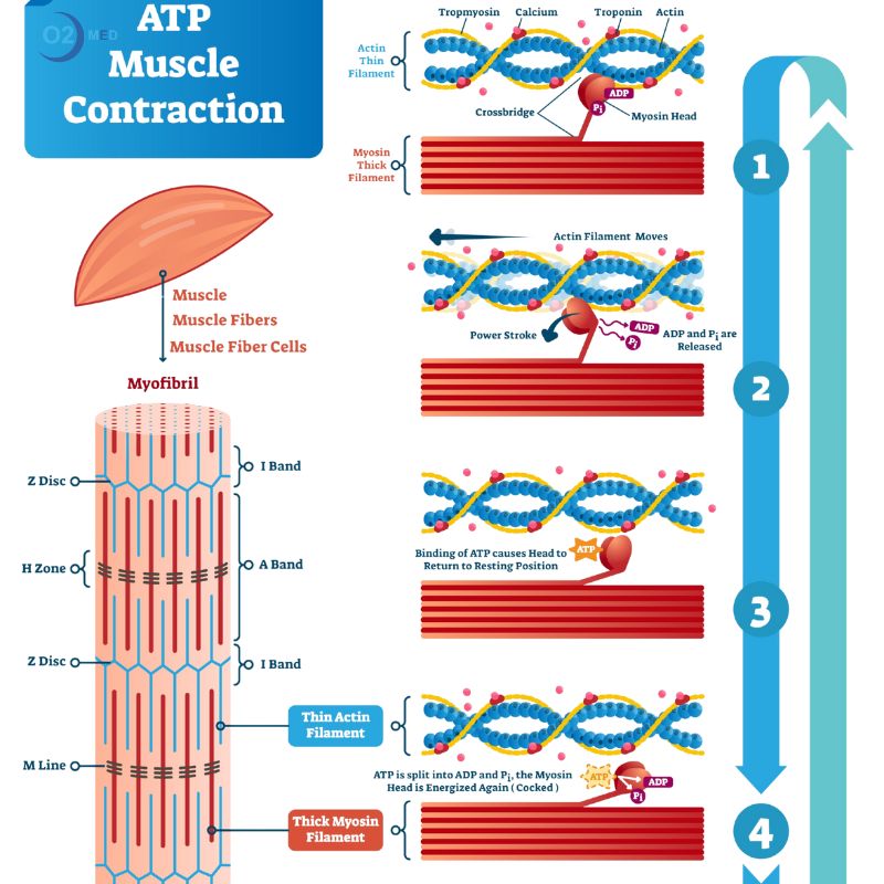 Infografica-ATP-energia-contrazione-muscolare